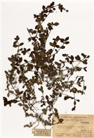 藏品(耳草屬)的圖片